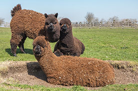 nero black alpacas